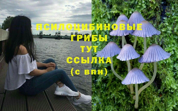 сатива Аркадак